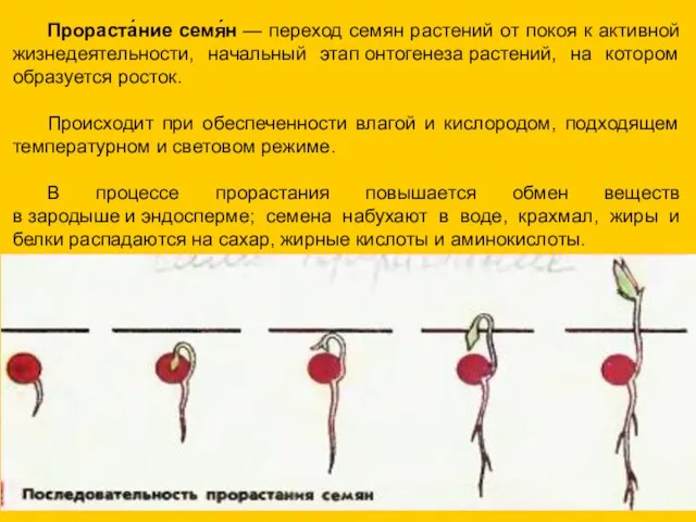 Прораста́ние семя́н — переход семян растений от покоя к активной жизнедеятельности, начальный