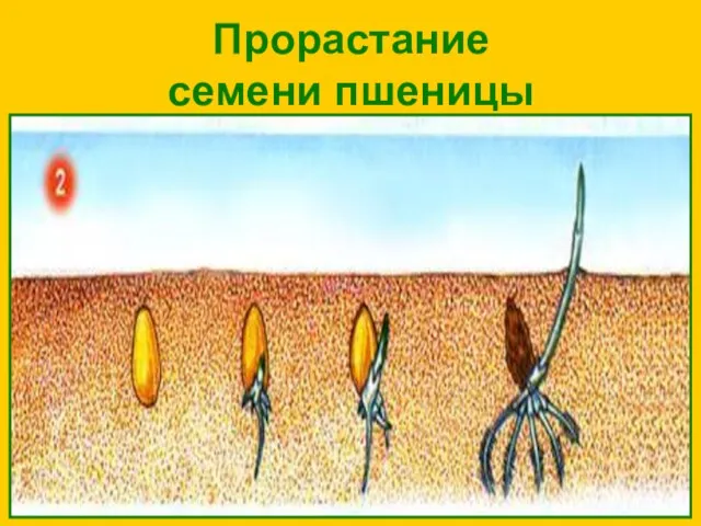 Прорастание семени пшеницы