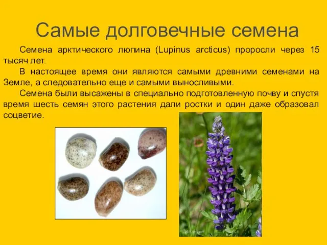 Самые долговечные семена Семена арктического люпина (Lupinus arcticus) проросли через 15 тысяч