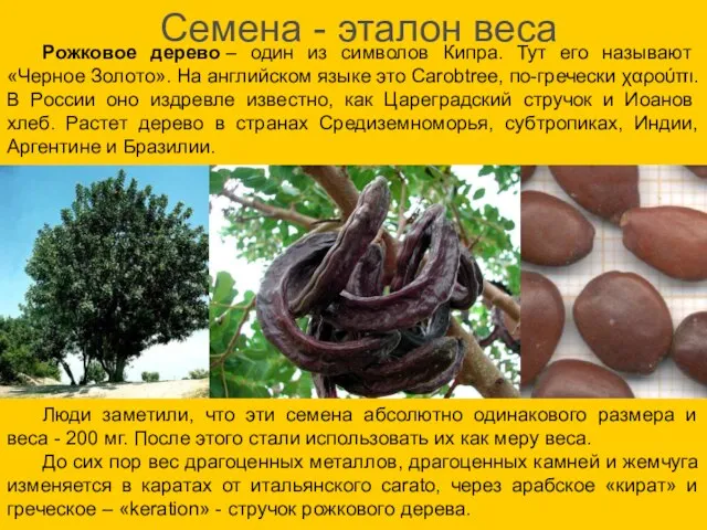 Семена - эталон веса Рожковое дерево – один из символов Кипра. Тут