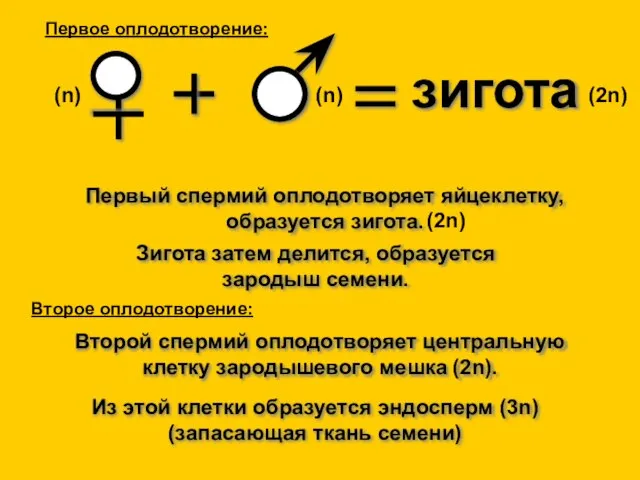 Зигота затем делится, образуется зародыш семени. Первый спермий оплодотворяет яйцеклетку, образуется зигота.