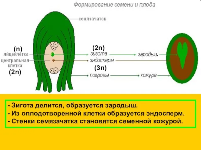 - Зигота делится, образуется зародыш. - Из оплодотворенной клетки образуется эндосперм. -