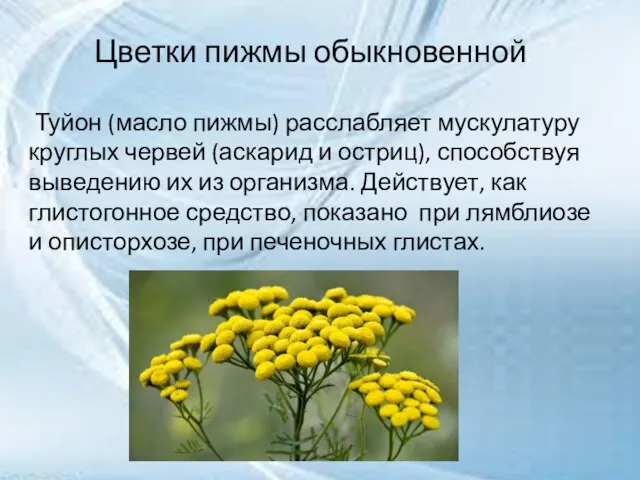 Цветки пижмы обыкновенной Туйон (масло пижмы) расслабляет мускулатуру круглых червей (аскарид и