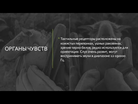 ОРГАНЫ ЧУВСТВ Тактильные рецепторы расположены на кожистых перепонках, ушных раковинах, зрение черно-белое,