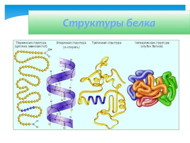 Структуры белка