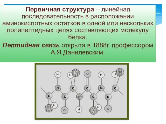 Первичная структура – линейная последовательность в расположении аминокислотных остатков в одной или