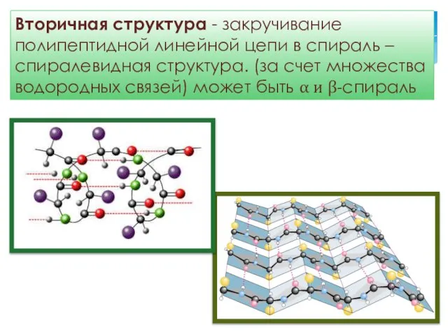 Вторичная структура - закручивание полипептидной линейной цепи в спираль – спиралевидная структура.