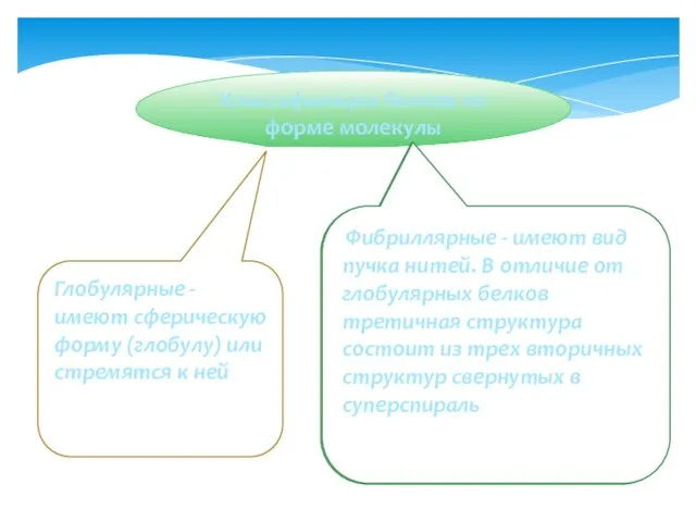 Классификация белков по форме молекулы Глобулярные - имеют сферическую форму (глобулу) или