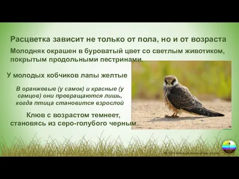 Молодняк окрашен в буроватый цвет со светлым животиком, покрытым продольными пестринами. У