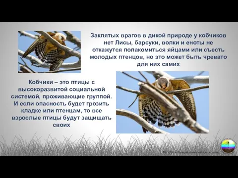 Заклятых врагов в дикой природе у кобчиков нет Лисы, барсуки, волки и