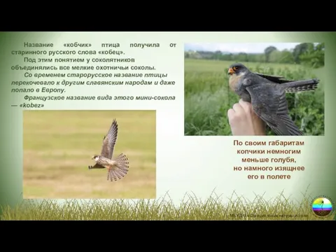 МБУ ДО «Станция юных натуралистов» Название «кобчик» птица получила от старинного русского