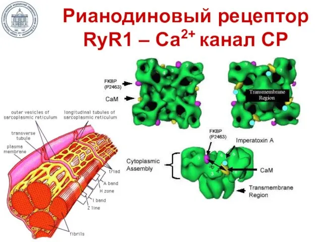 Рианодиновый рецептор RyR1 – Са2+ канал СР