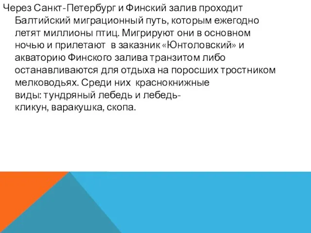 Через Санкт-Петербург и Финский залив проходит Балтийский миграционный путь, которым ежегодно летят