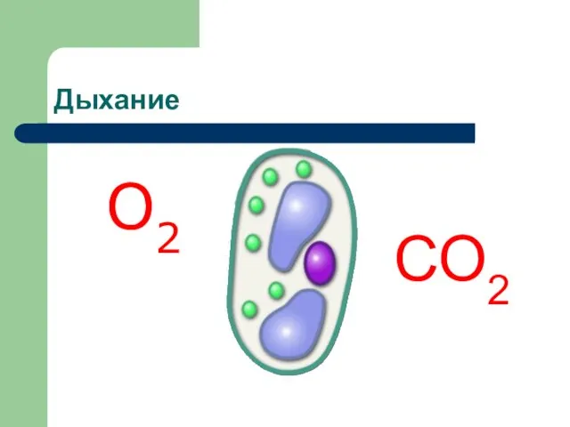 Дыхание О2 СО2