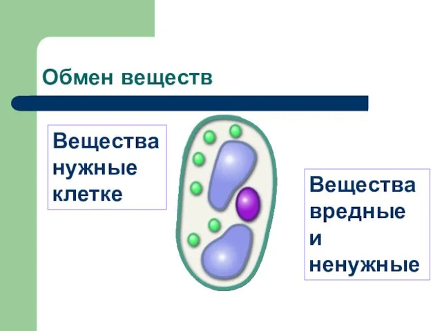 Обмен веществ Вещества нужные клетке Вещества вредные и ненужные