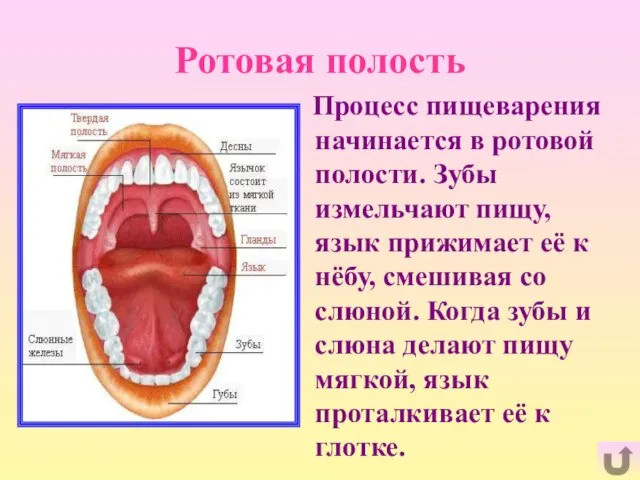 Ротовая полость Процесс пищеварения начинается в ротовой полости. Зубы измельчают пищу, язык