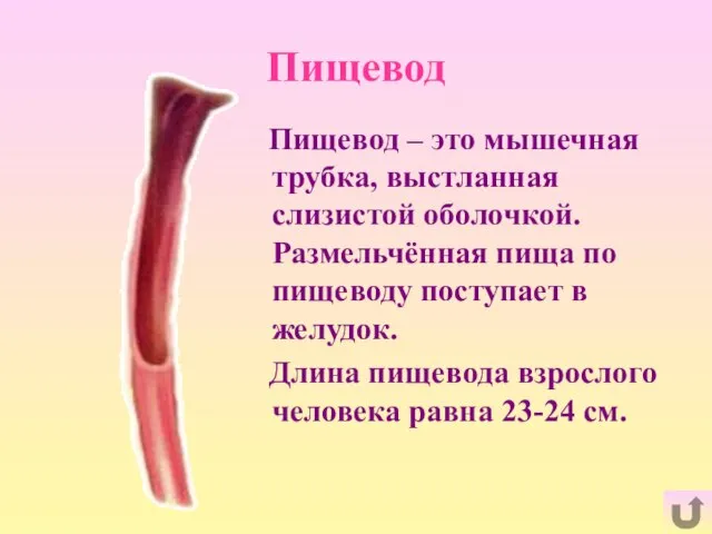 Пищевод Пищевод – это мышечная трубка, выстланная слизистой оболочкой. Размельчённая пища по