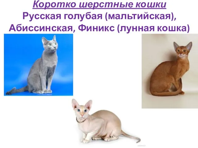 Коротко шерстные кошки Русская голубая (мальтийская), Абиссинская, Финикс (лунная кошка)