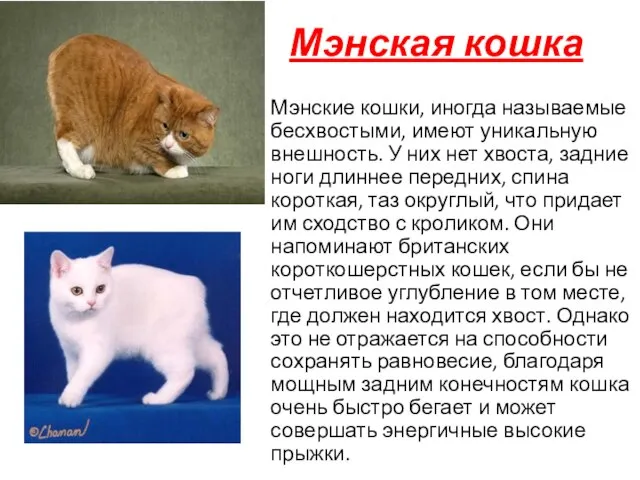 Мэнская кошка Мэнские кошки, иногда называемые бесхвостыми, имеют уникальную внешность. У них