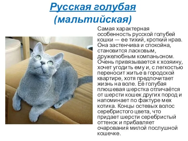Русская голубая (мальтийская) Самая характерная особенность русской голубей кошки — ее тихий,