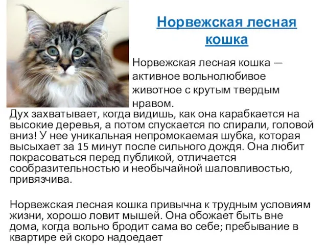 Норвежская лесная кошка Норвежская лесная кошка — активное вольнолюбивое животное с крутым