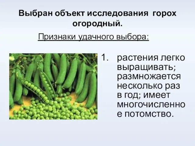 Выбран объект исследования горох огородный. растения легко выращивать; размножается несколько раз в