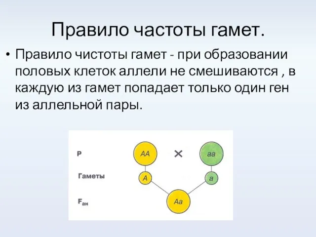 Правило частоты гамет. Правило чистоты гамет - при образовании половых клеток аллели