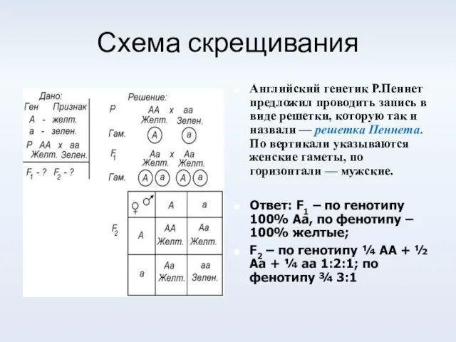 Схема скрещивания Английский генетик Р.Пеннет предложил проводить запись в виде решетки, которую