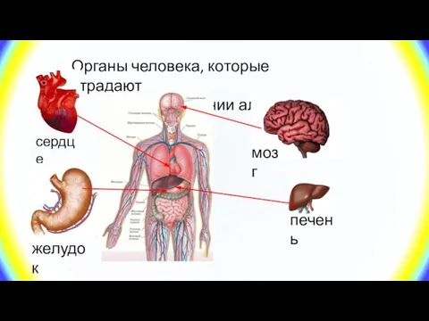 Органы человека, которые страдают при употреблении алкоголя сердце мозг желудок печень