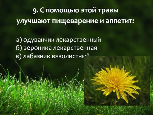 9. С помощью этой травы улучшают пищеварение и аппетит: а) одуванчик лекарственный