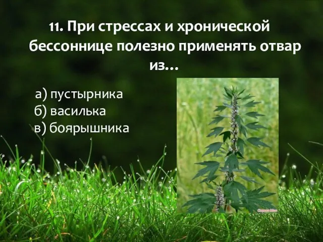 11. При стрессах и хронической бессоннице полезно применять отвар из… а) пустырника б) василька в) боярышника