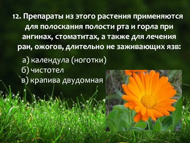 12. Препараты из этого растения применяются для полоскания полости рта и горла