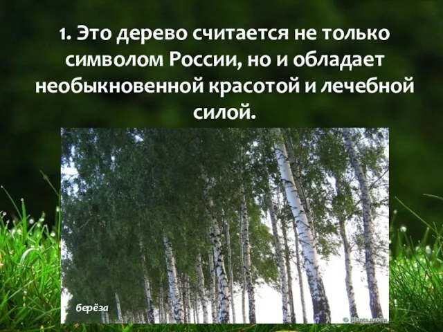 1. Это дерево считается не только символом России, но и обладает необыкновенной красотой и лечебной силой.