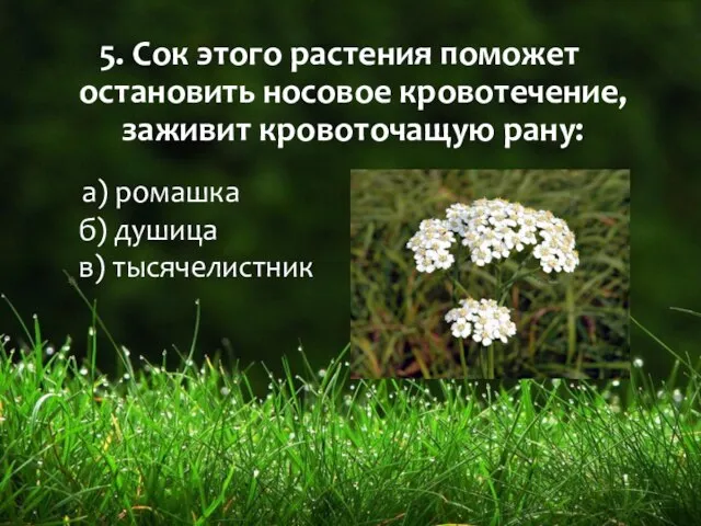 5. Сок этого растения поможет остановить носовое кровотечение, заживит кровоточащую рану: а)