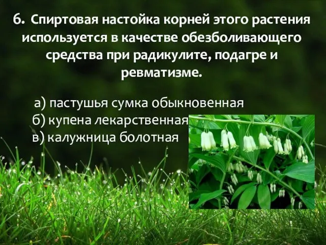 6. Спиртовая настойка корней этого растения используется в качестве обезболивающего средства при