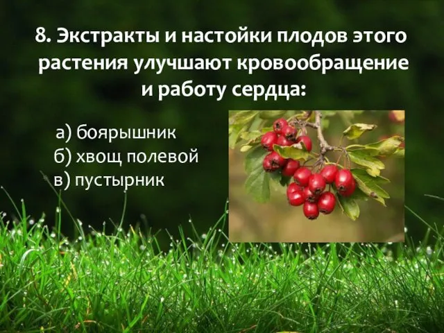 8. Экстракты и настойки плодов этого растения улучшают кровообращение и работу сердца: