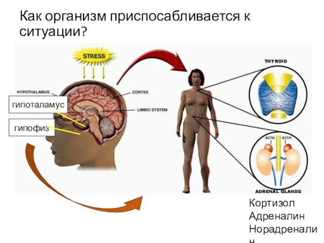 Как организм приспосабливается к ситуации? гипоталамус гипофиз Кортизол Адреналин Норадреналин