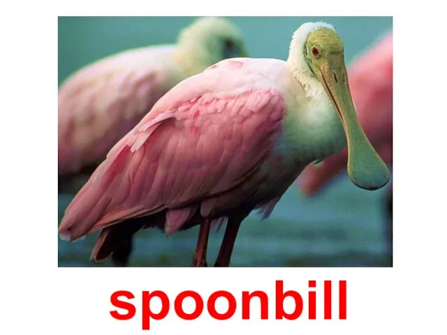 spoonbill