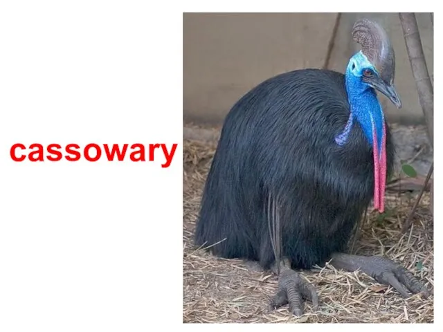 cassowary