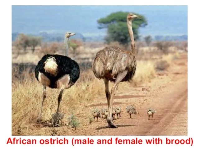 African ostrich (male and female with brood)