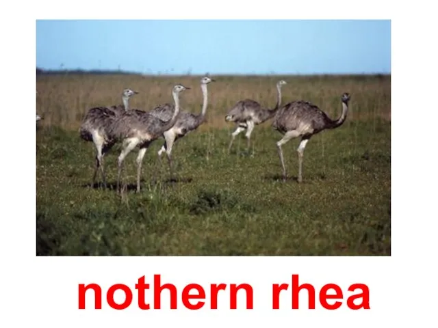 nothern rhea