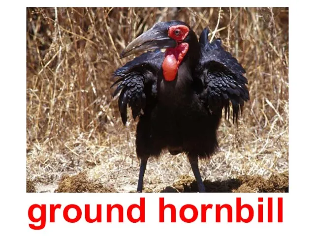 ground hornbill