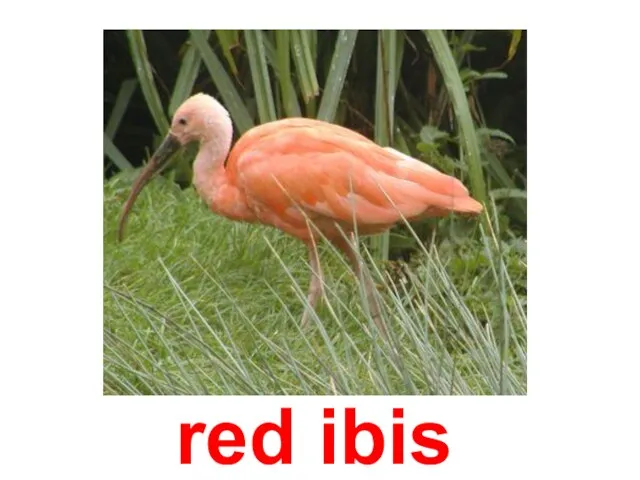 red ibis