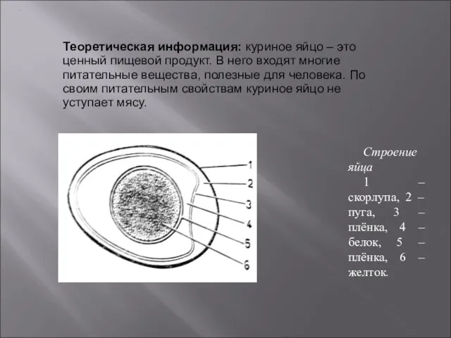 . Теоретическая информация: куриное яйцо – это ценный пищевой продукт. В него