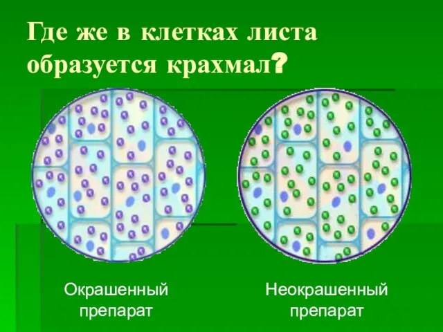 Где же в клетках листа образуется крахмал? Неокрашенный препарат Окрашенный препарат