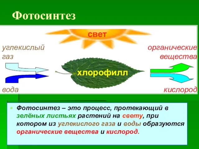 Фотосинтез Фотосинтез – это процесс, протекающий в зелёных листьях растений на свету,