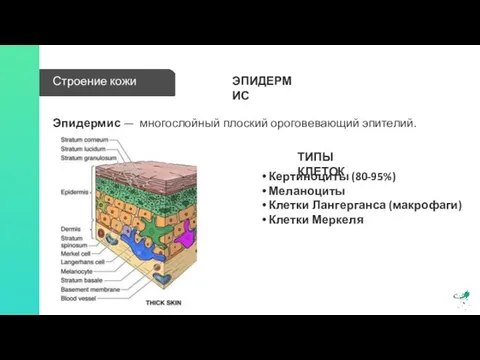 Строение кожи Эпидермис — многослойный плоский ороговевающий эпителий. ЭПИДЕРМИС Кертиноциты (80-95%) Меланоциты