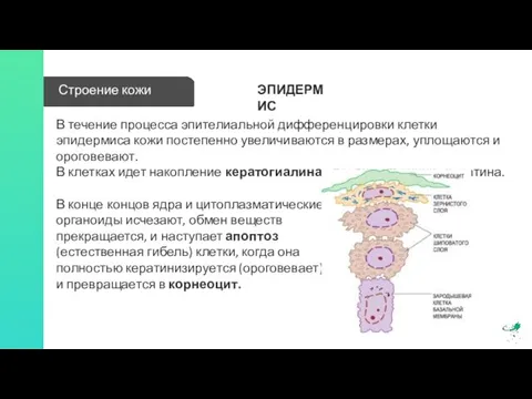 Строение кожи В течение процесса эпителиальной дифференцировки клетки эпидермиса кожи постепенно увеличиваются