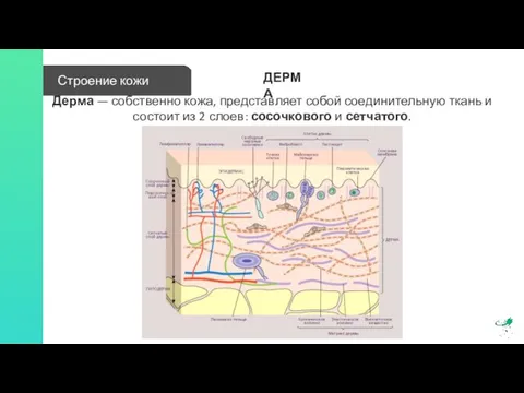 Строение кожи ДЕРМА Дерма — собственно кожа, представляет собой соединительную ткань и