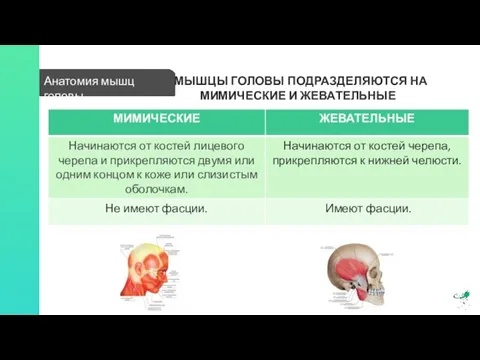 Анатомия мышц головы МЫШЦЫ ГОЛОВЫ ПОДРАЗДЕЛЯЮТСЯ НА МИМИЧЕСКИЕ И ЖЕВАТЕЛЬНЫЕ